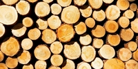 Effusivité thermique de différentes essences de bois
